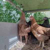 خروس گل باقالی جوان|حیوانات مزرعه|شیراز, کوزه گری|دیوار
