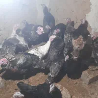 بوقلمون|حیوانات مزرعه|شیروان (خراسان), |دیوار