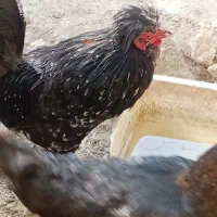 مرغ گلین اصل وریشو قیمت ۱۵۰۰
