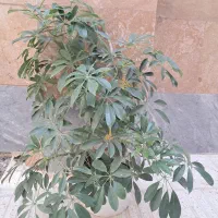 گل شفلرا|گل و گیاه طبیعی|اردبیل, |دیوار