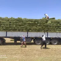 کاه یونجه علوفه جو خوراک دام