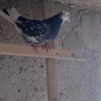 کبوتر باخت دادم