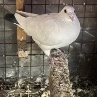 کفتر|پرنده|پاکدشت, پاکدشت (مامازند)|دیوار