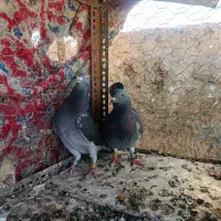کبوترنروماده مگس جان اردن پلاکی وابلغ مگس