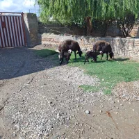 4راس گوسفند بره دار جوان افشاراصل 7راس گوسفند|حیوانات مزرعه|سیجوال, |دیوار