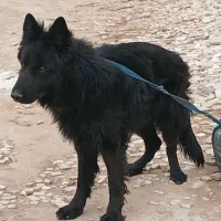 سگ ژرمن بلک|سگ|یزد, |دیوار