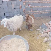 بره نر و ماده|حیوانات مزرعه|زاهدان, |دیوار