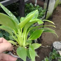 گل طبیعی برکین گلدون ۸ ریشه پر، اکثرا چند بوته