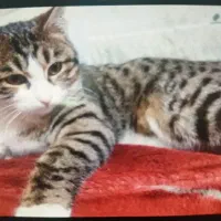 گومشده|گربه|فلاورجان, |دیوار