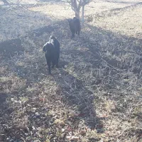 فروش  ۹عدد بز غاله نرو ماده|حیوانات مزرعه|سیلوانه, |دیوار