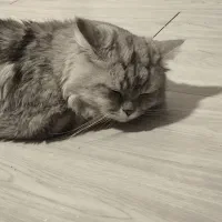 گربه نر  برای جفت گیری