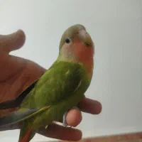 کوتوله برزیلی دستی