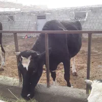 گاو|حیوانات مزرعه|انزل, |دیوار