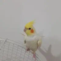 عروس هلندی لوتینو|پرنده|دهگلان, |دیوار