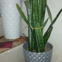 گل سانسورها با گلدان