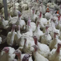 بوقلمون زنده پرواری بیوتی