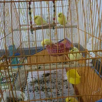 قناری های یلو فاکتور جوان و زیبا|پرنده|بندرعباس, |دیوار