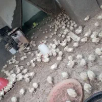 جوجه بوقلمون|حیوانات مزرعه|تربت‌حیدریه, بازار|دیوار