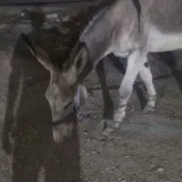 الاغ