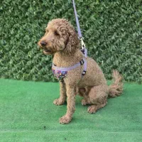 یک قلاده سگ پودل