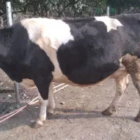 گاو سمینتال هرکول