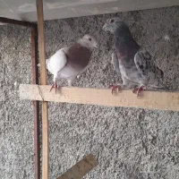 فروش ۴تا کفتر