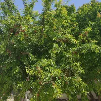 همفکری برای فروش باغچه