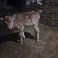 گاو گوساله|حیوانات مزرعه|سروآباد, |دیوار