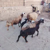 گوسفند افشار|حیوانات مزرعه|ویسیان, |دیوار