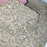 عدس امسال خراسان، خوش پخت،ضمانتی