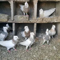 طوقی اصیل|پرنده|میانه, |دیوار