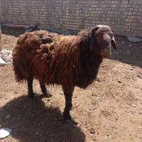 بره نر چاق افشاری