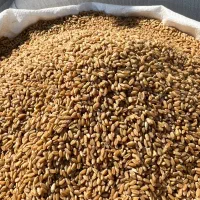 گندم بذری|گل و گیاه طبیعی|کارون, |دیوار