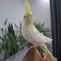 جفت عروس هلندی جم