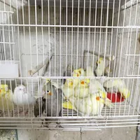 عروس هلندی نرمخور دونخوردستی بالغ نرماده مرغ مینا|پرنده|شیراز, پودنک|دیوار