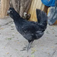 سه عدد مرغ طوسی گلین چهلتاج ریش کاکل|حیوانات مزرعه|تهران, جوادیه|دیوار