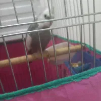 جفت عروس هلندی مولد|پرنده|سنندج, |دیوار