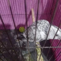 عروس هلندی ایزابلا دستی|پرنده|مشهد, رده|دیوار