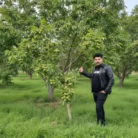 شروع سوددهی فوری با نهال گردو پربازده موجودی محدود