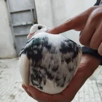 طوقی زرین|پرنده|مینودشت, |دیوار