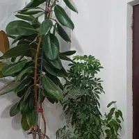 درخت گوش فیلی وشفلرا