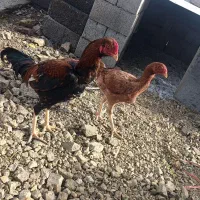 مرغ و خروس لاری|حیوانات مزرعه|اشنویه, |دیوار