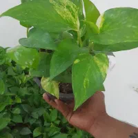 گیاه زیبای پتوس|گل و گیاه طبیعی|اهواز, شریعتی جنوبی|دیوار