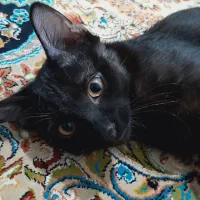 واگذاری گربه ورامین|گربه|ورامین, ورامین|دیوار