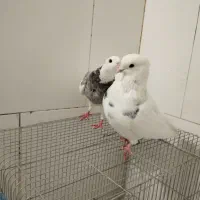یجفت کبوتر طوقی نر و ماده کار داده و آماده جفتن|پرنده|اصفهان, مارچین|دیوار