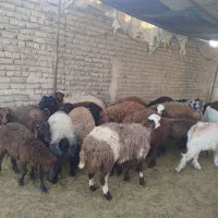 گوسفند زنده همراه باقصاب