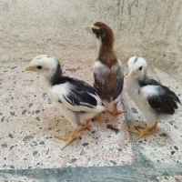 سه عدد جوجه لاری طلا ۱۵روزه روزه|حیوانات مزرعه|مشگین شهر, |دیوار