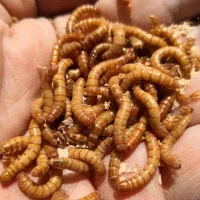 میلورم خشک و زنده|خزنده|تهران, هرندی|دیوار