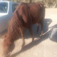 مادیان اسب|اسب و تجهیزات اسبسواری|دهگلان, |دیوار