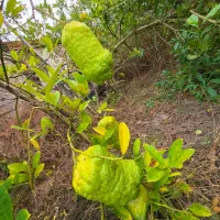 کدبادرنگ/ویلاباغ خانه بهشت۱۳۵۰متر ماهیگیری معلمساز|فروش خانه و ویلا|کوچصفهان, |دیوار